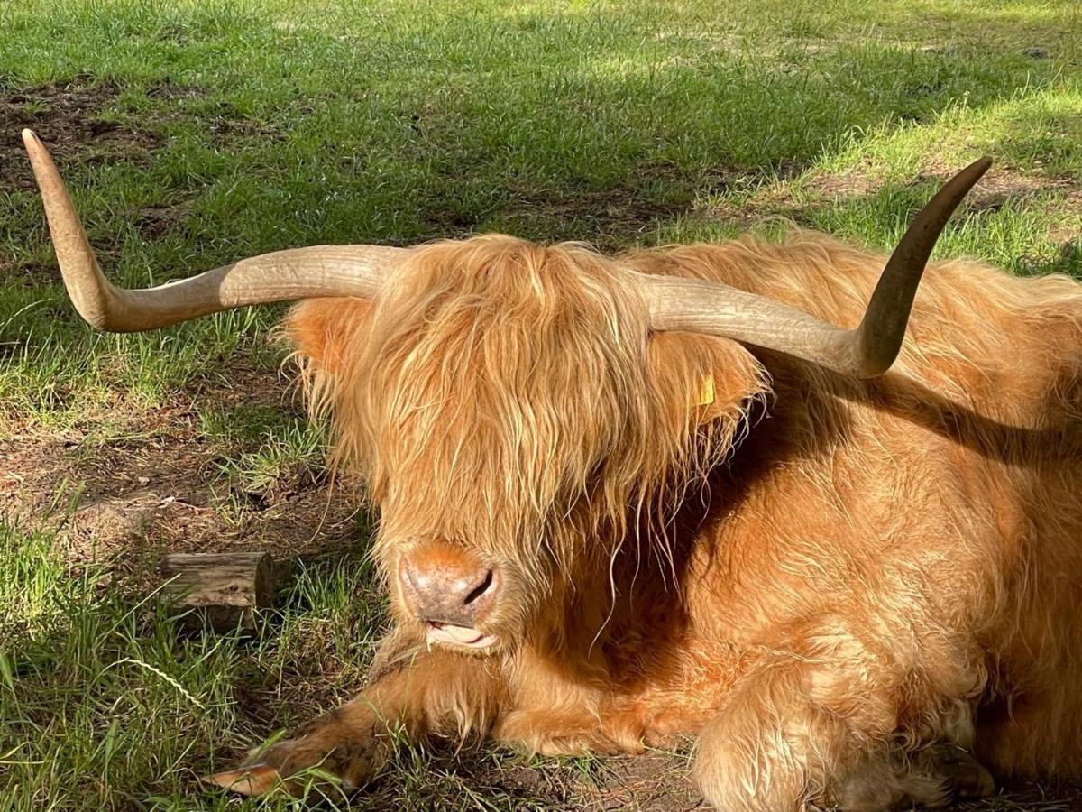 The Bearded Goat Den - A Rural Retreat At Modern Holiday home Saint Leonards